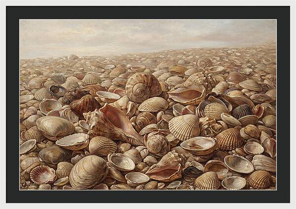 Shells On The Shoreline