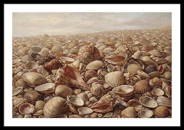 Shells On The Shoreline