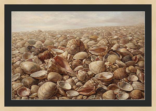 Shells On The Shoreline