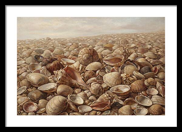 Shells On The Shoreline