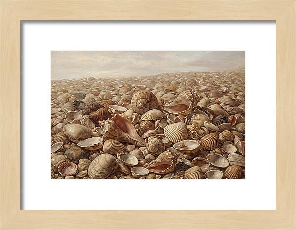 Shells On The Shoreline