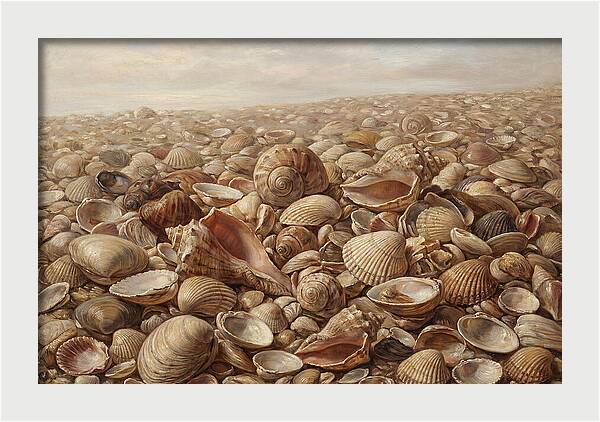 Shells On The Shoreline