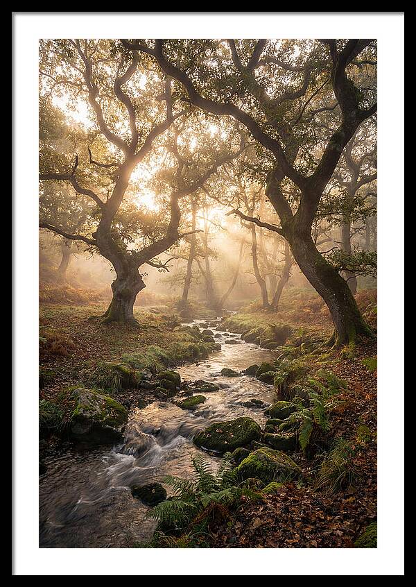 Shenandoah Valley Morning Mist