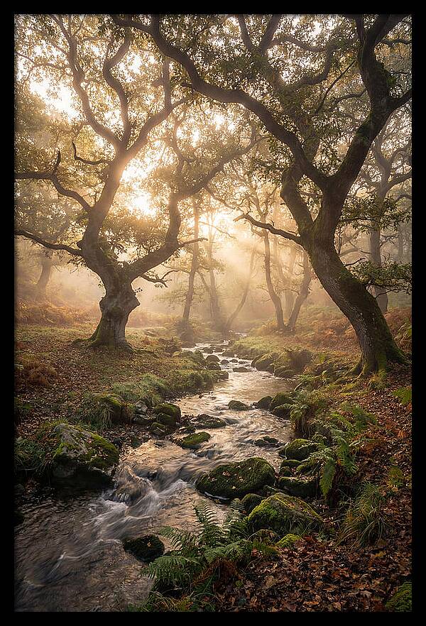Shenandoah Valley Morning Mist