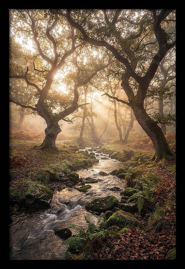 Shenandoah Valley Morning Mist