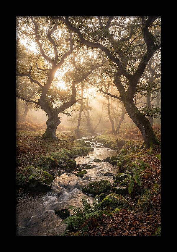 Shenandoah Valley Morning Mist