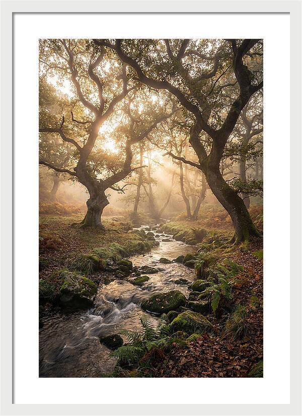 Shenandoah Valley Morning Mist