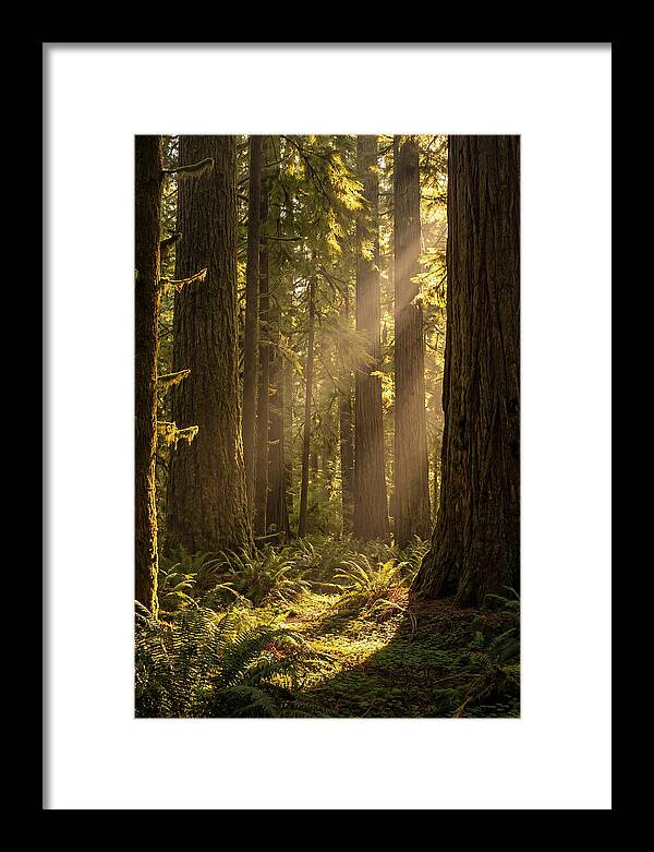 Shimmering Light In The Forest