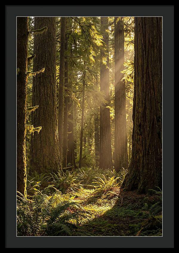 Shimmering Light In The Forest