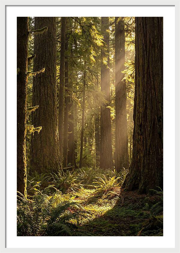 Shimmering Light In The Forest