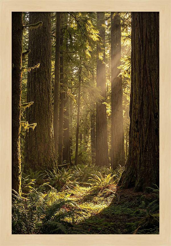 Shimmering Light In The Forest