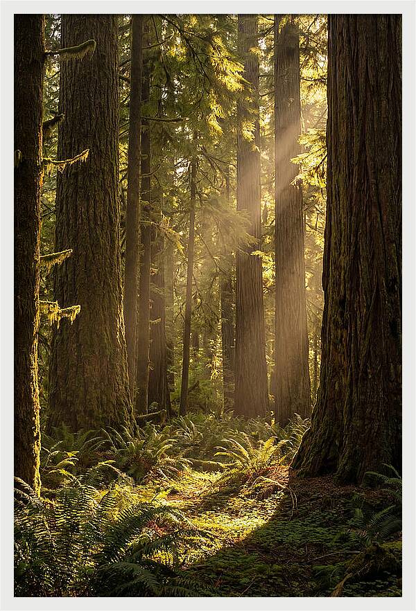 Shimmering Light In The Forest