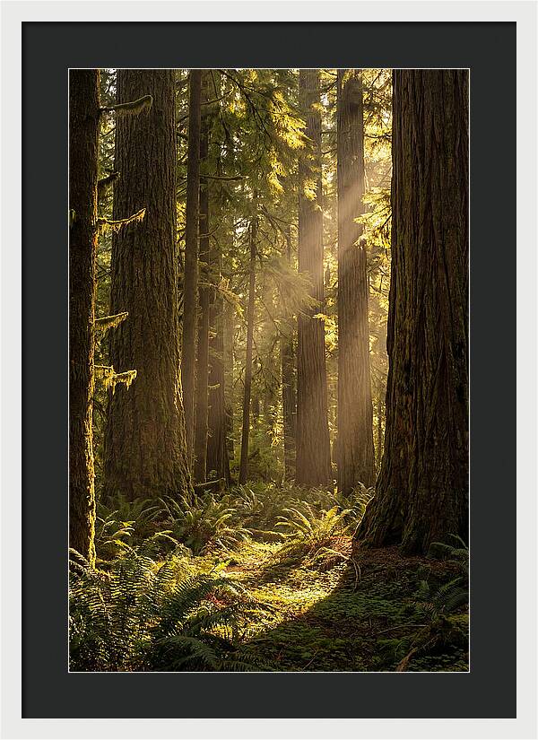 Shimmering Light In The Forest
