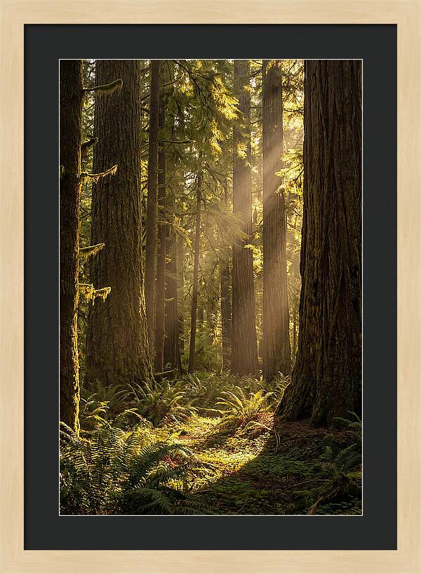 Shimmering Light In The Forest