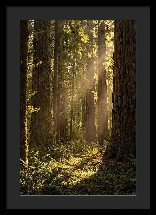 Shimmering Light In The Forest