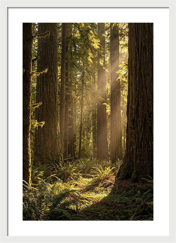 Shimmering Light In The Forest