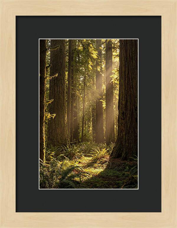 Shimmering Light In The Forest