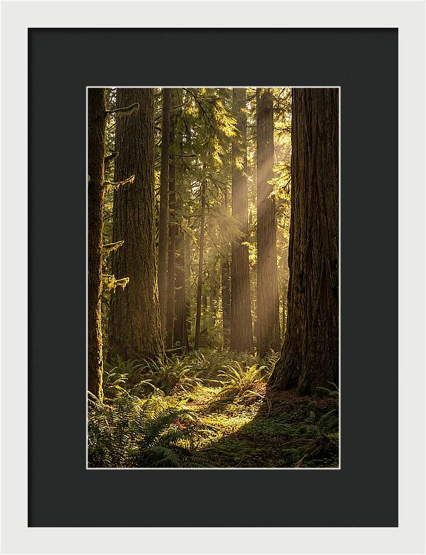 Shimmering Light In The Forest