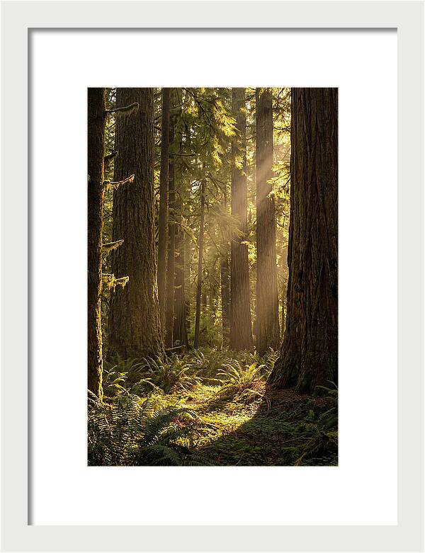 Shimmering Light In The Forest