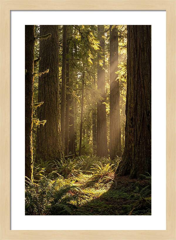 Shimmering Light In The Forest