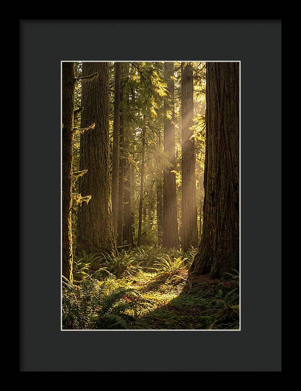 Shimmering Light In The Forest
