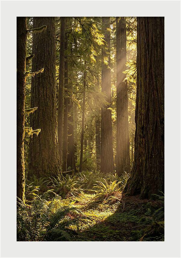 Shimmering Light In The Forest