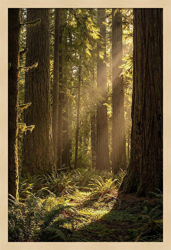 Shimmering Light In The Forest