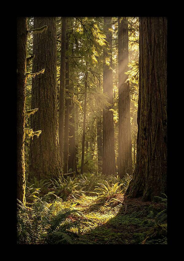 Shimmering Light In The Forest