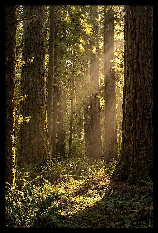 Shimmering Light In The Forest