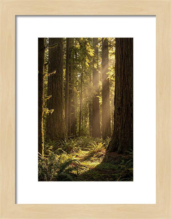 Shimmering Light In The Forest
