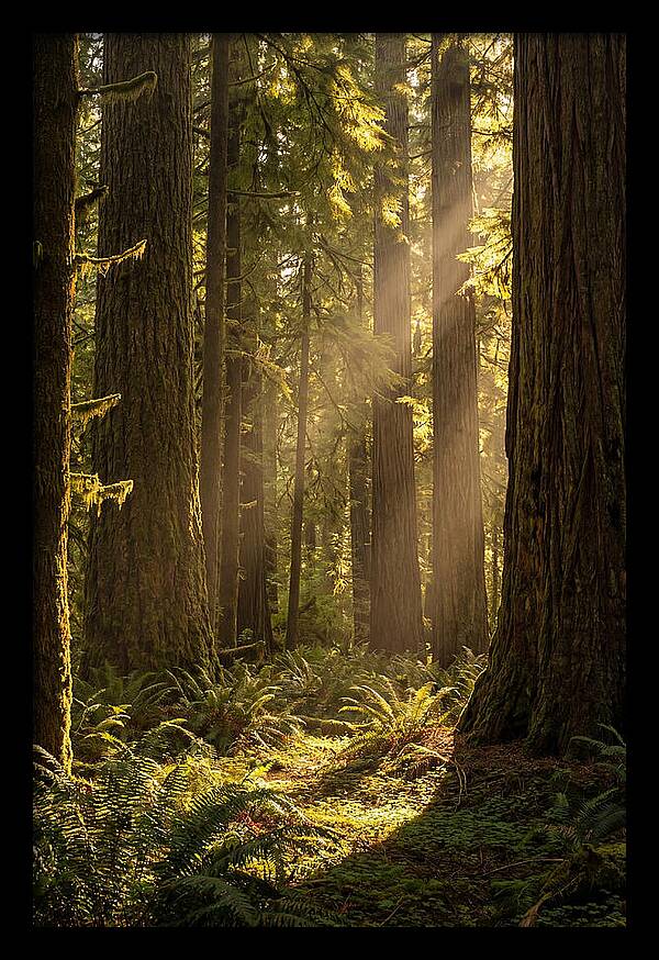 Shimmering Light In The Forest