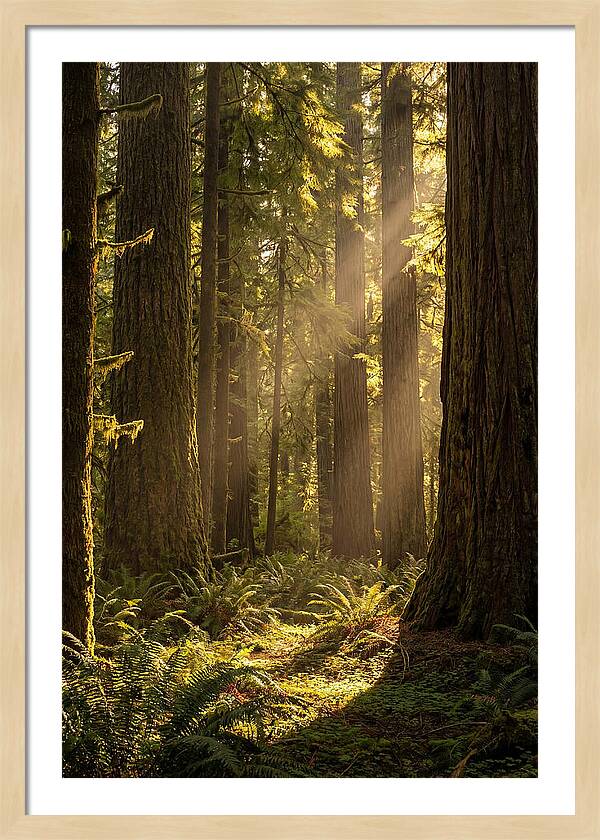 Shimmering Light In The Forest