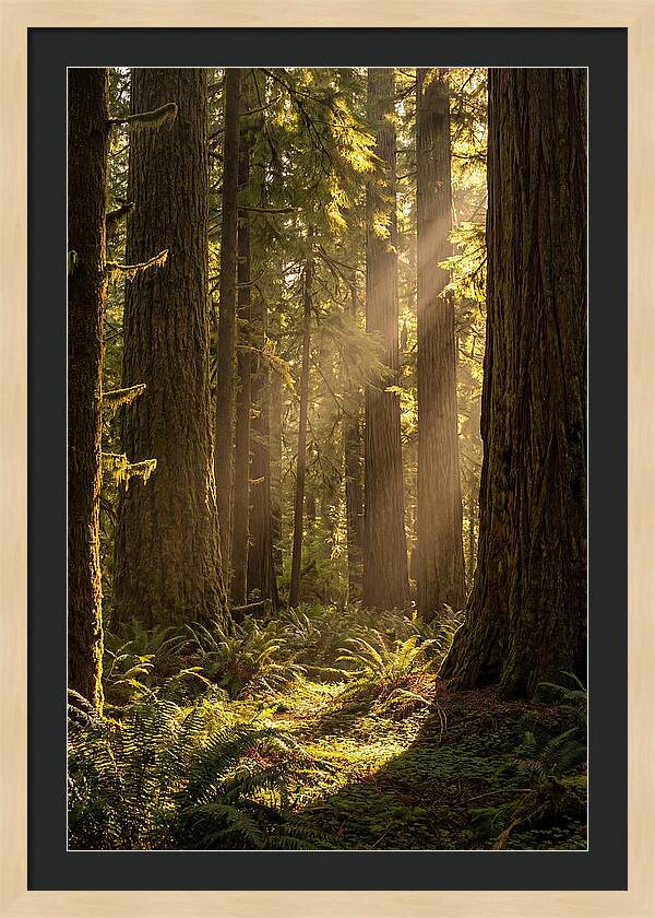 Shimmering Light In The Forest