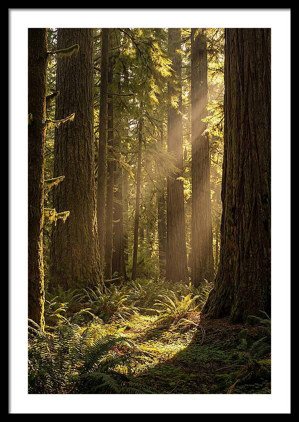 Shimmering Light In The Forest