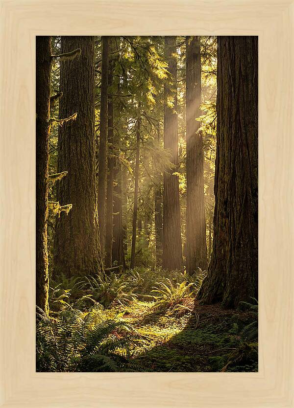 Shimmering Light In The Forest