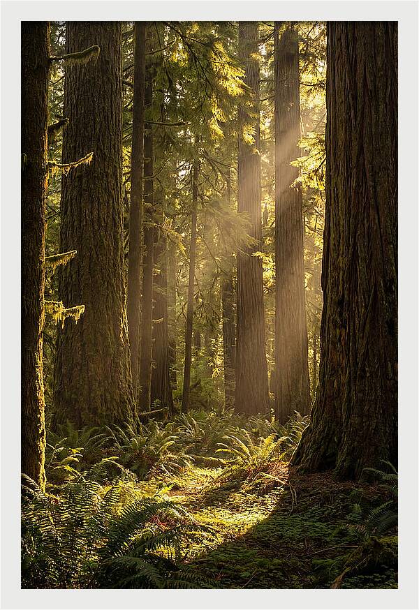 Shimmering Light In The Forest