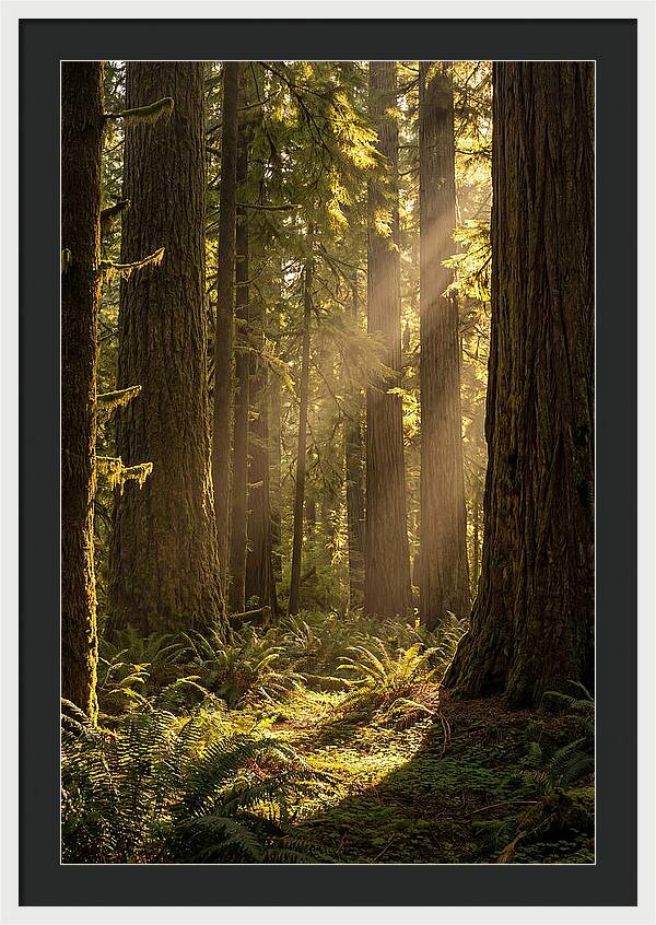 Shimmering Light In The Forest