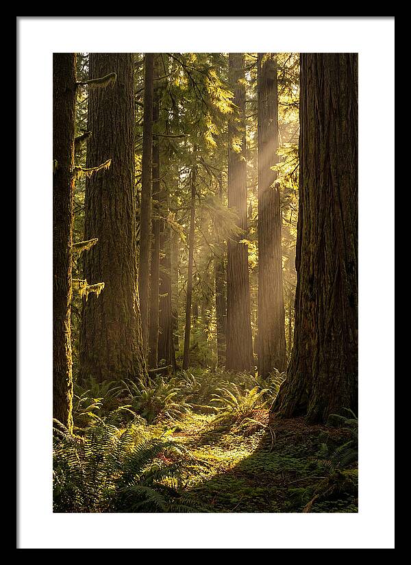 Shimmering Light In The Forest
