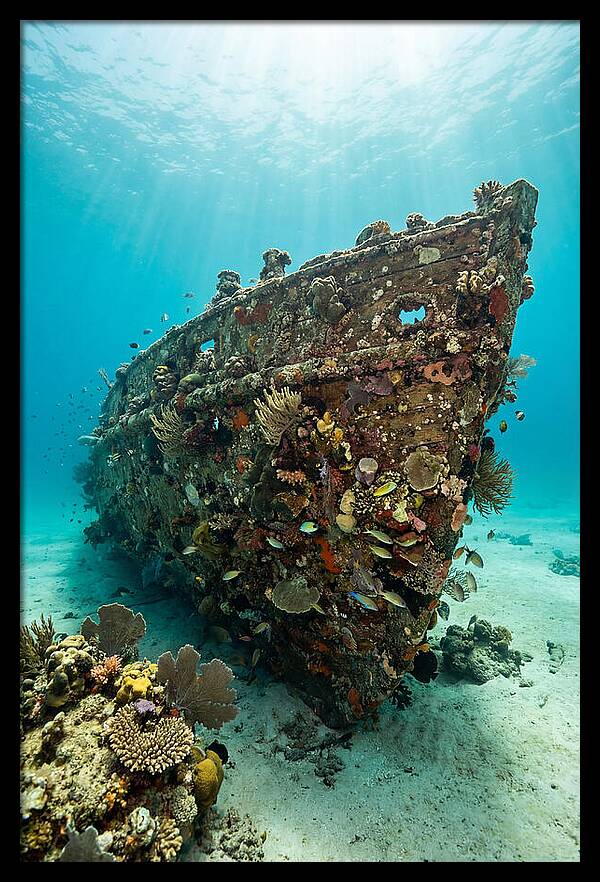 Shipwreck Covered In Coral