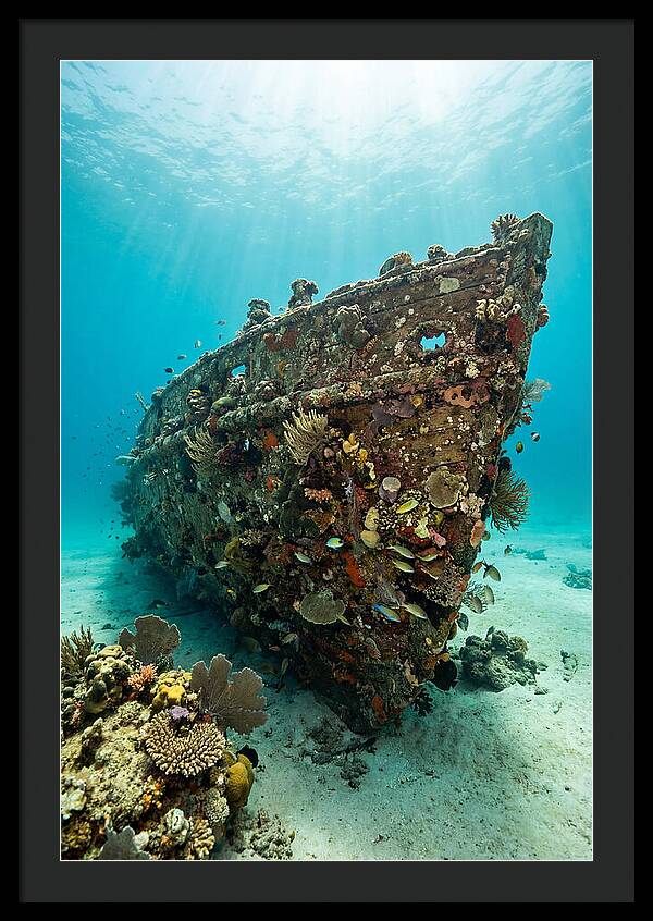 Shipwreck Covered In Coral