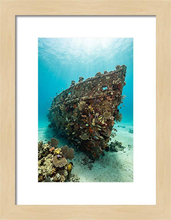 Shipwreck Covered In Coral
