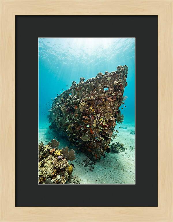 Shipwreck Covered In Coral