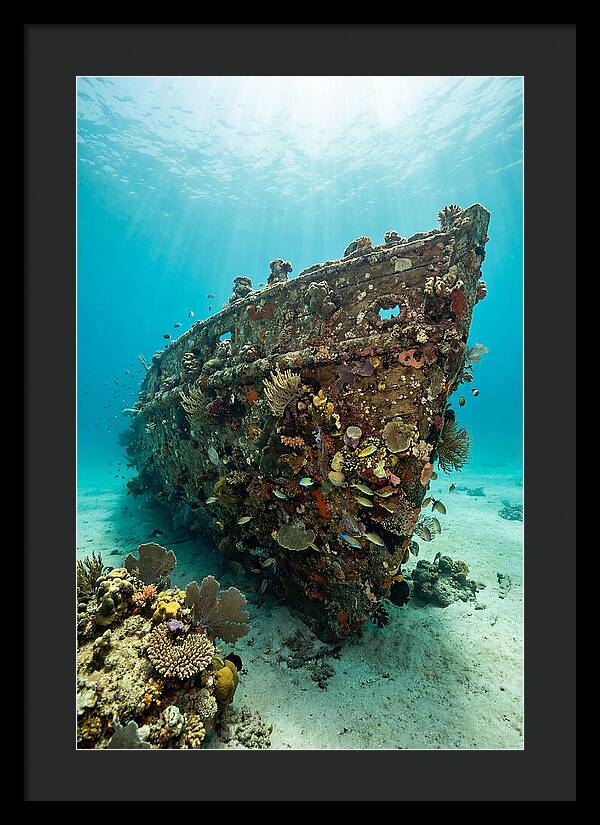 Shipwreck Covered In Coral