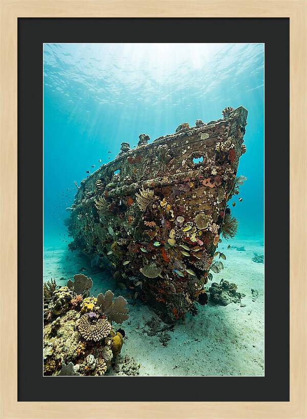 Shipwreck Covered In Coral