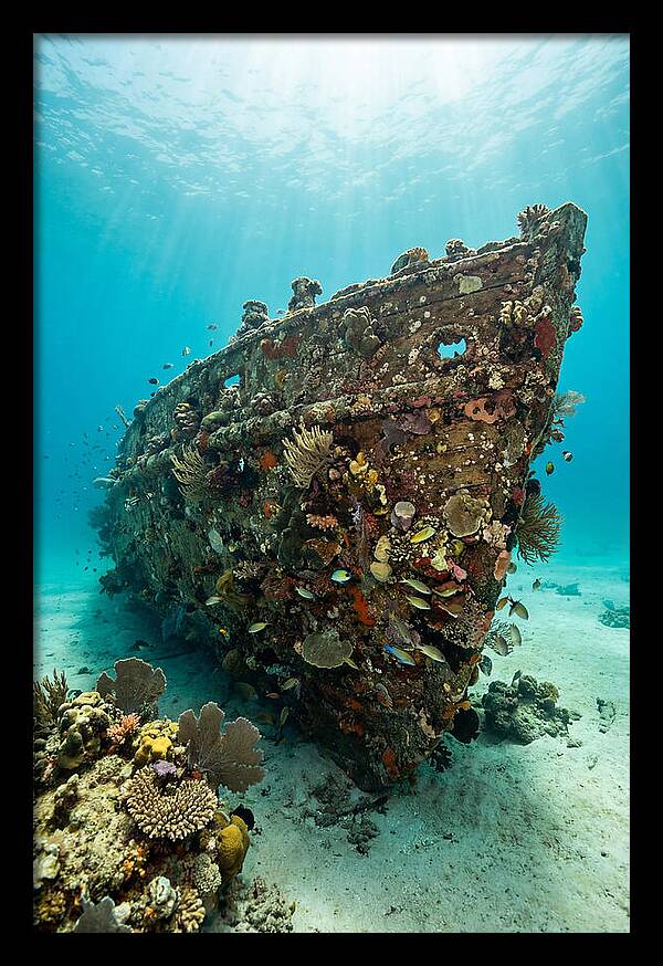 Shipwreck Covered In Coral