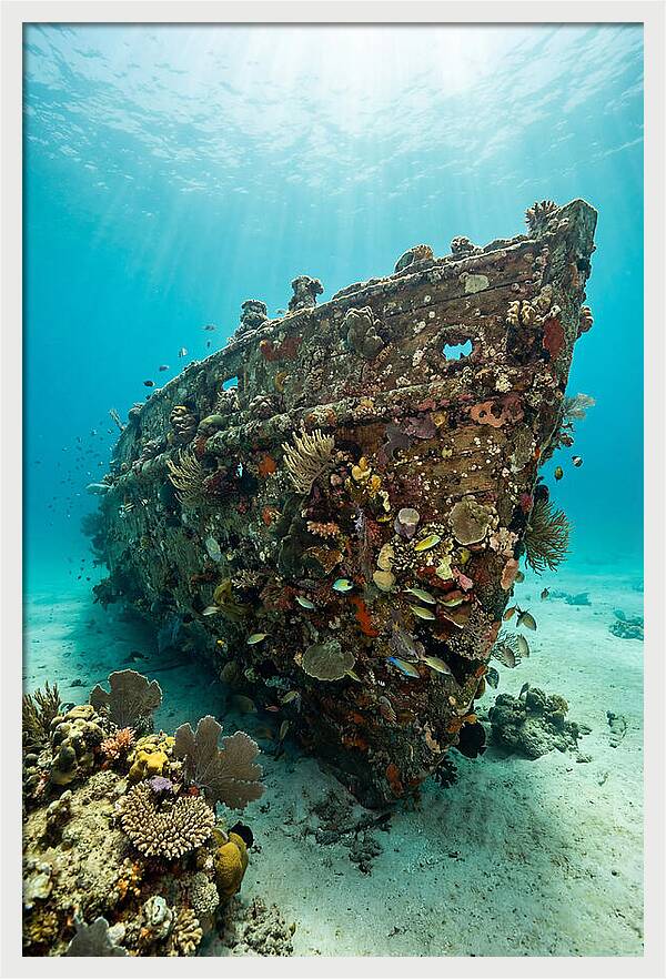 Shipwreck Covered In Coral