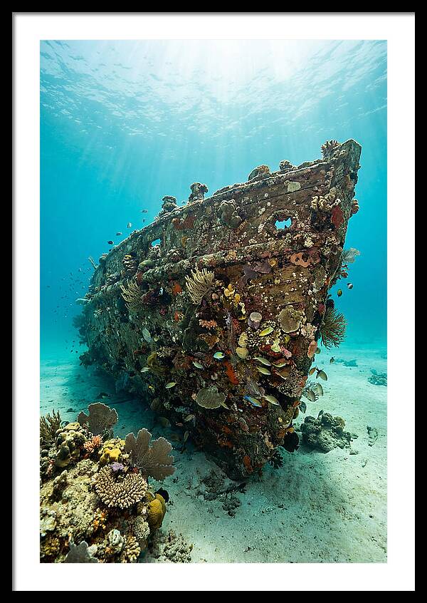 Shipwreck Covered In Coral