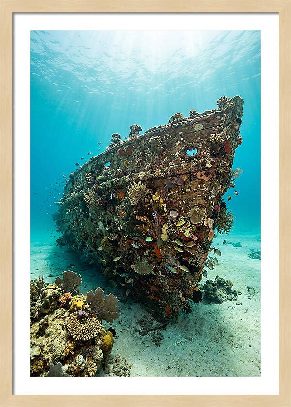 Shipwreck Covered In Coral