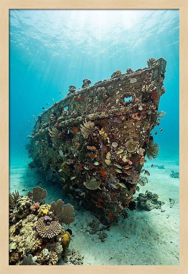 Shipwreck Covered In Coral