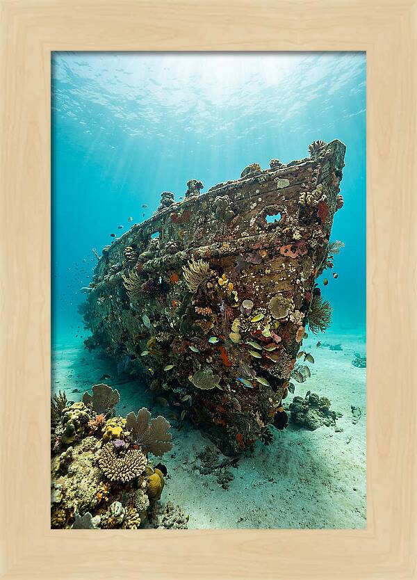 Shipwreck Covered In Coral